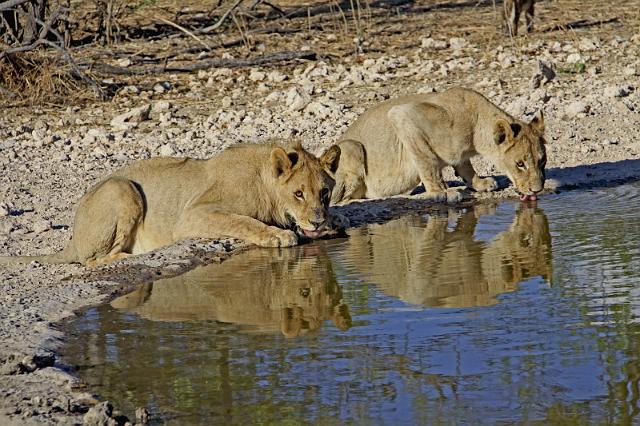 195 Ongava game reserve, little ongava, leeuw.JPG